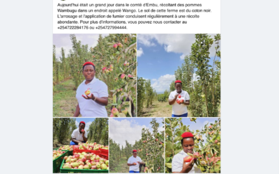 Faux, cette image ne montre pas des pommes en expérimentation au Burkina Faso mais au Kenya