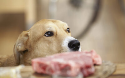 Faux, consommer les os calcinés de chien ne soigne pas la drépanocytose