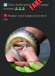 Non, le gombo ne soigne pas les morsures de serpent